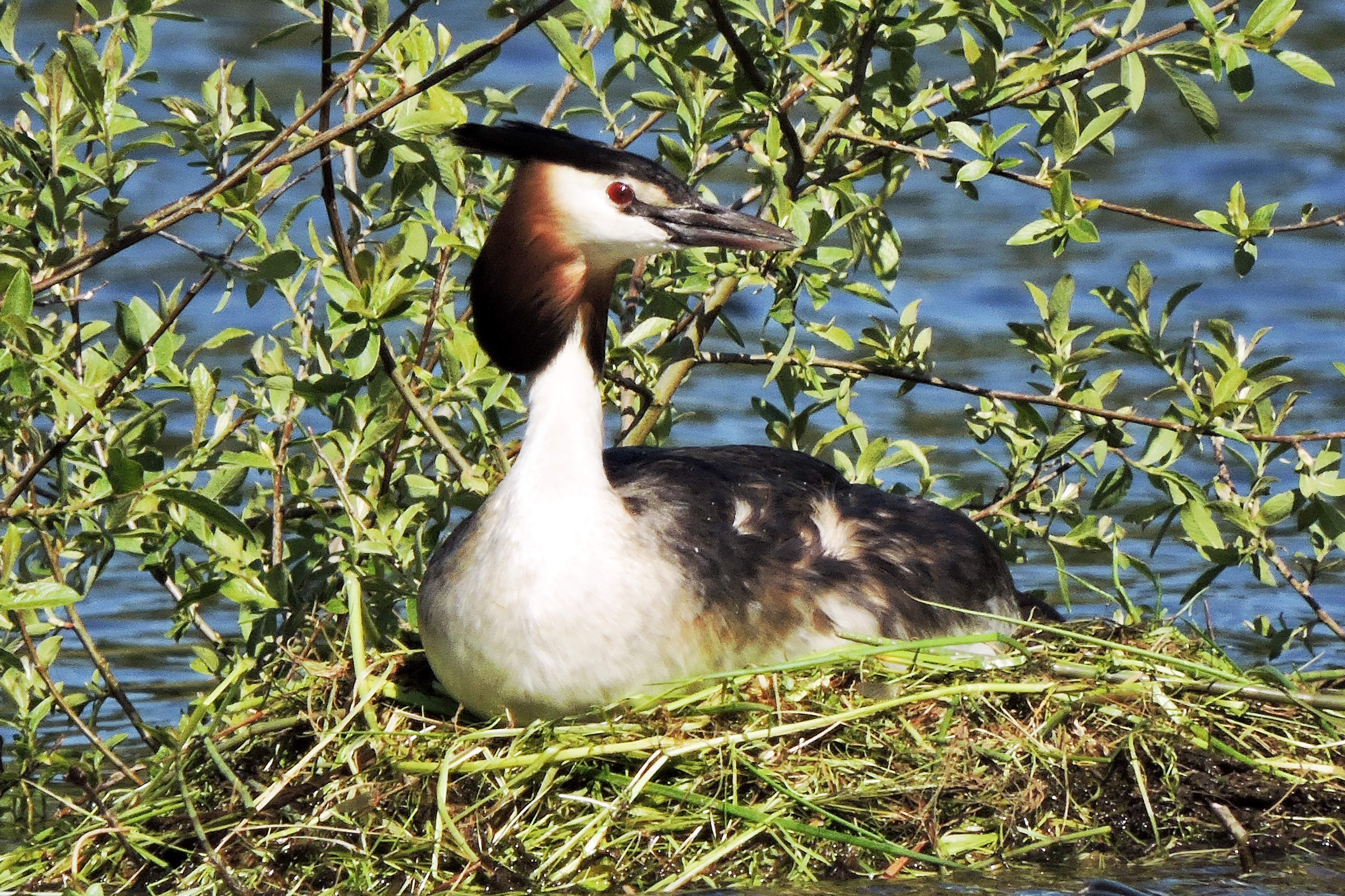 GREAT CRESTED GREBE Bill Bagley Photography